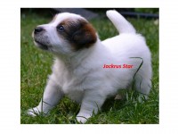 /album/jackrus-jackrussell/jackrus-star-29-7-jpg1/